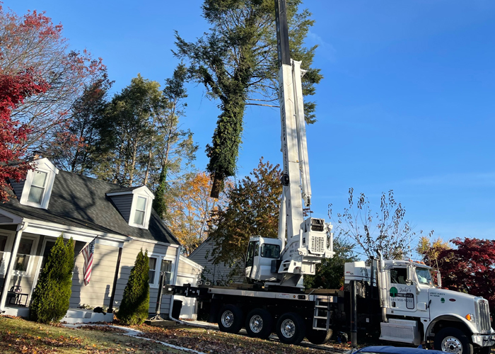 Delaware Valley Tree Removal Services