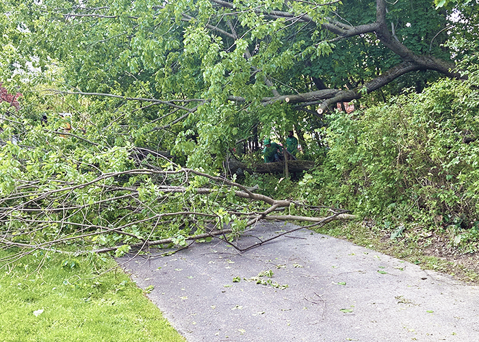 Local Emergency Tree Services