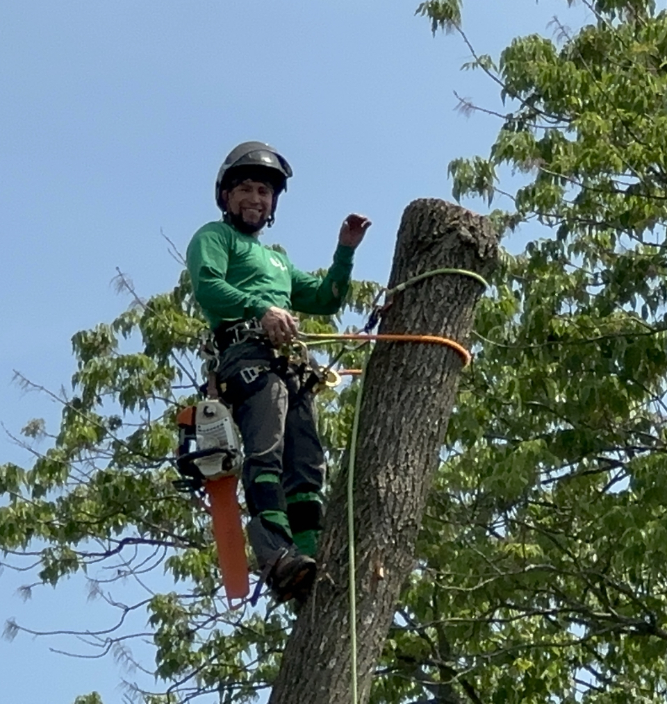 tree climber waving from tree