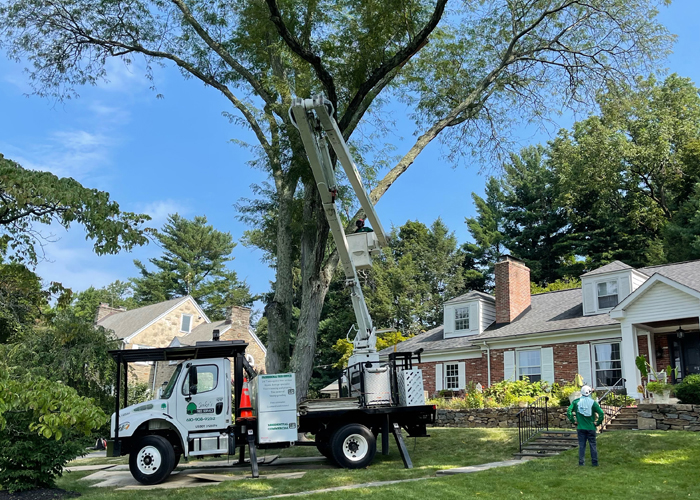 Delaware Valley Tree Trimming Services