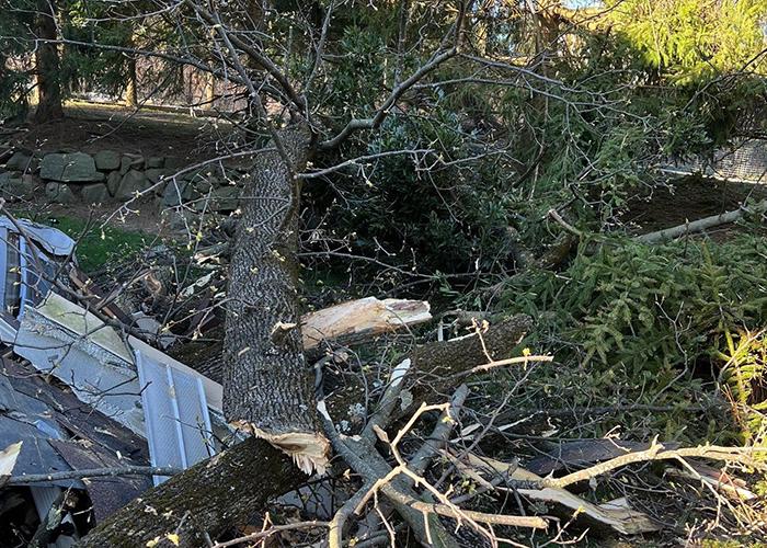 24-7-365 Tree Removal Services