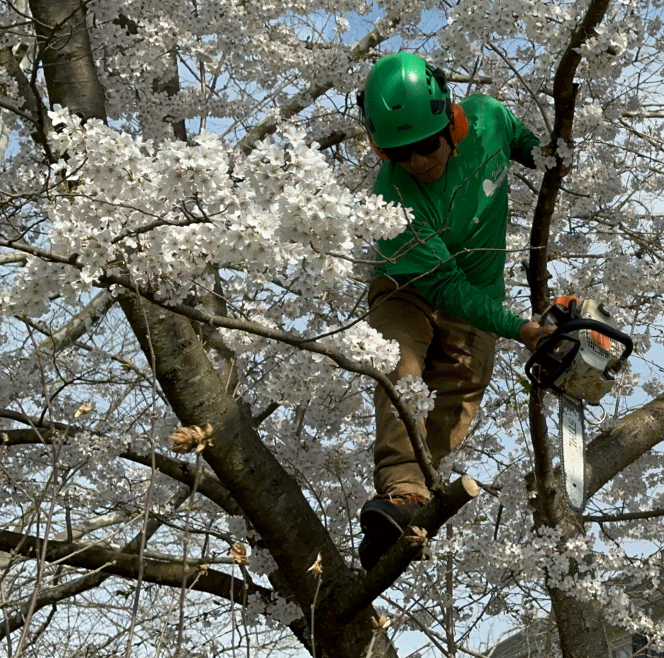 Climber trimming flowering tree